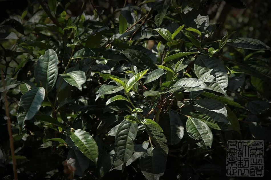 myanmar sen zhi kui sheng puerh tea